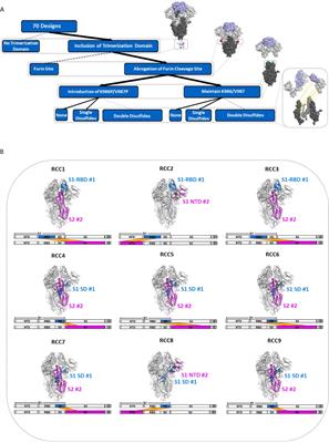 Enhancing the Prefusion Conformational Stability of SARS-CoV-2 Spike Protein Through Structure-Guided Design